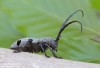 kozlíček (Brouci), Morimus funereus Mulsant, 1863, Lamiinae, Cerambycidae (Coleoptera)